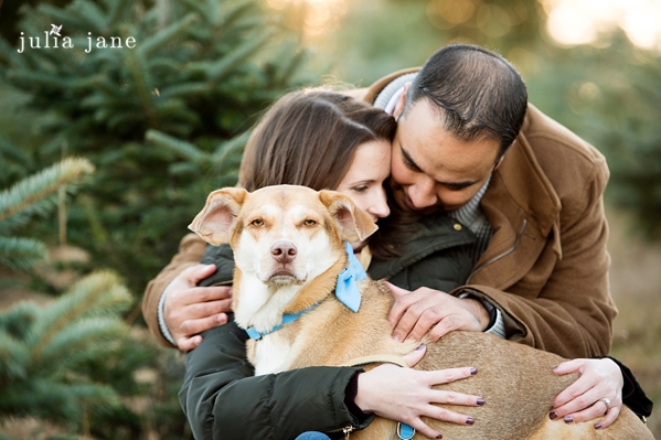 tree farm engagement session in connecticut by connecticut wedding photographer julia jane studios