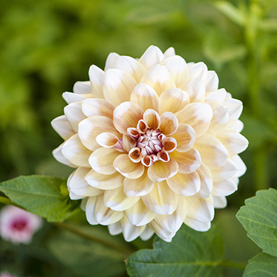 Scenes from a New England Garden:
Life with Julia Jane