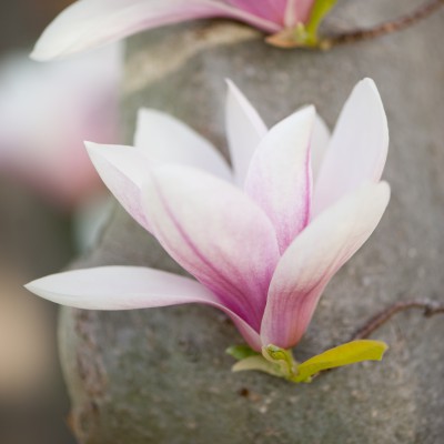 Magnolias for May Day!