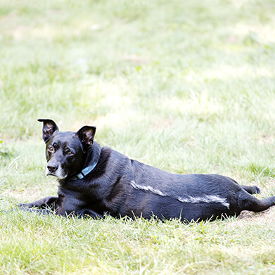 Happy National Dog Day Andy!