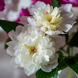 Musings of a Gardener:
Fleeting Moments of Fragile Beauty
