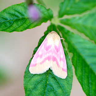 Scenes from My Garden:
The Rosy Maple Moth
