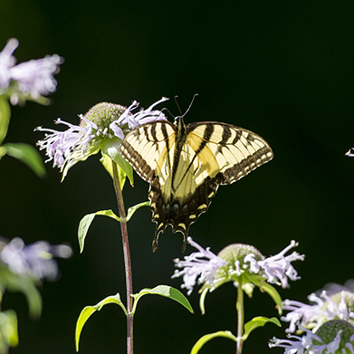 Life with Julia Jane:
Swallowtail Butterflies in Connecticut